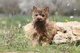 CAIRN TERRIER 240